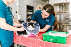 232-Merewether-Vet-Hi-Res