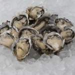 bt oysters