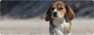 Charlie