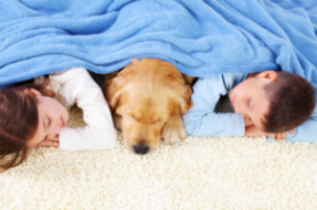 chem-dry-relax-with-pet-on-a-clean-carpet-300x200