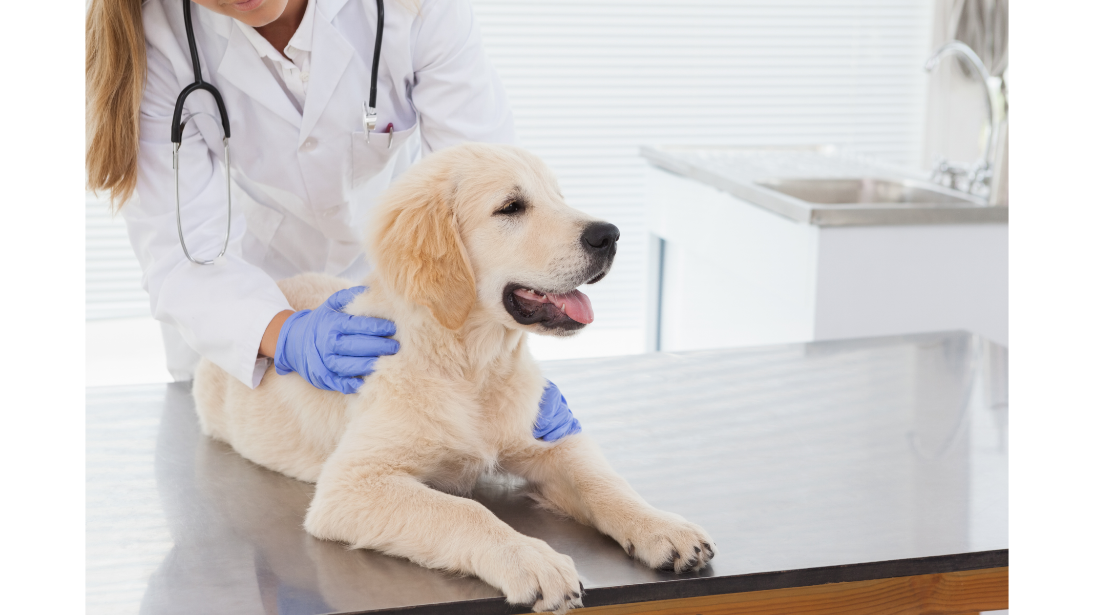 Vet giving dog a check up